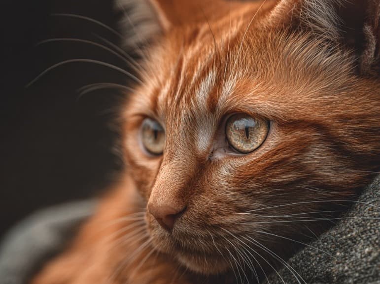 Splotch, Cat — adoptable