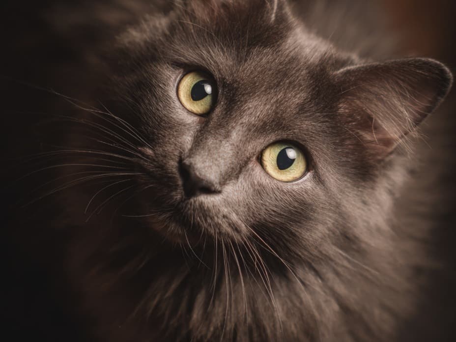 Toshiba, Cat — adoptable